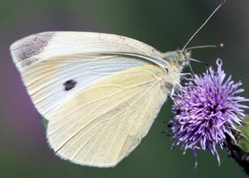 witte vlinder